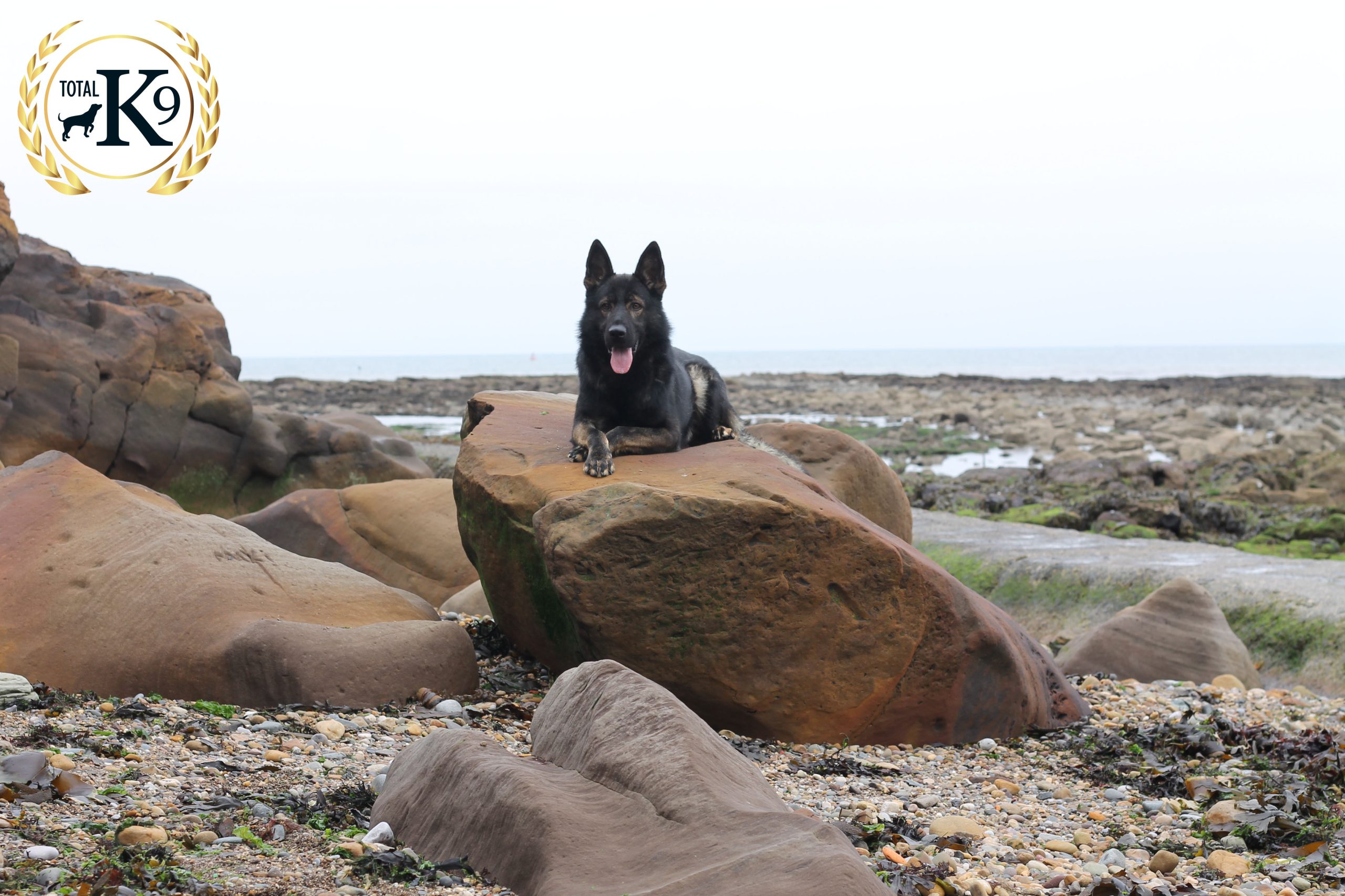 Levels of Training for Protection Dogs